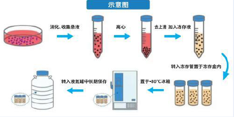 胎牛血清替换小技巧
