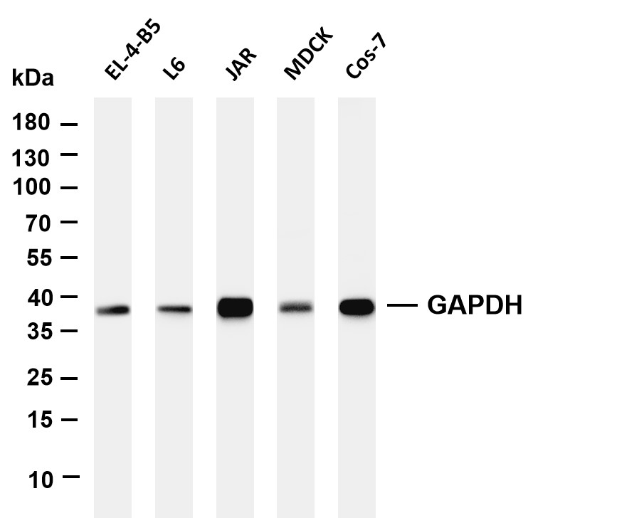 GAPDH (PT0582R) PT? Rabbit mAb